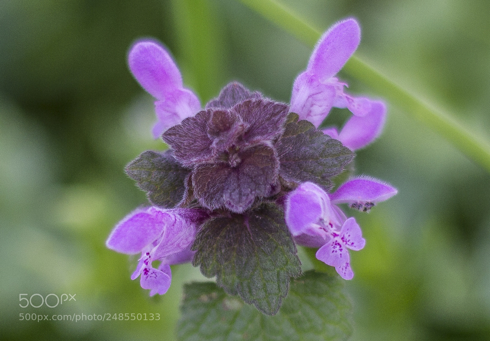 Canon EOS 550D (EOS Rebel T2i / EOS Kiss X4) sample photo. Purple flower photography