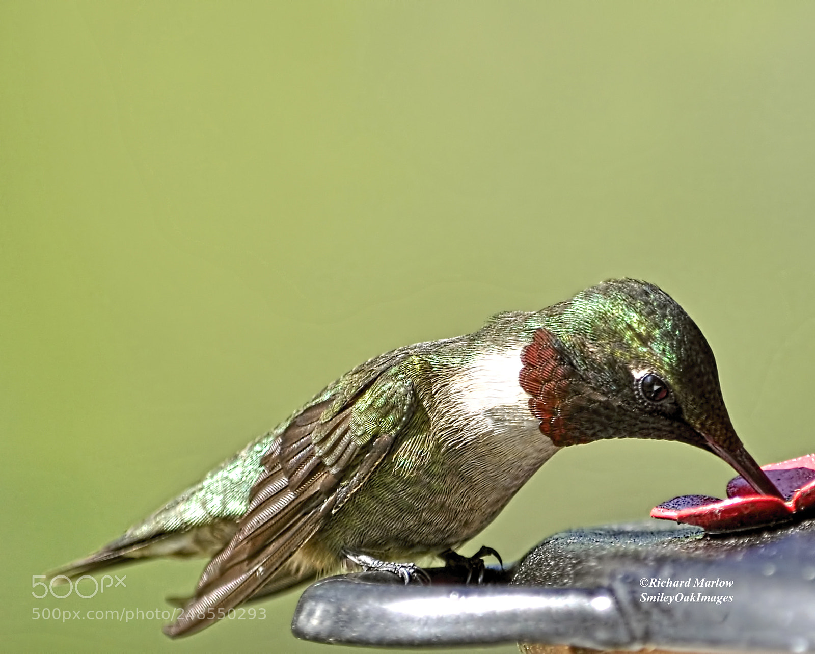 Nikon D5000 sample photo. Hummingbird photography