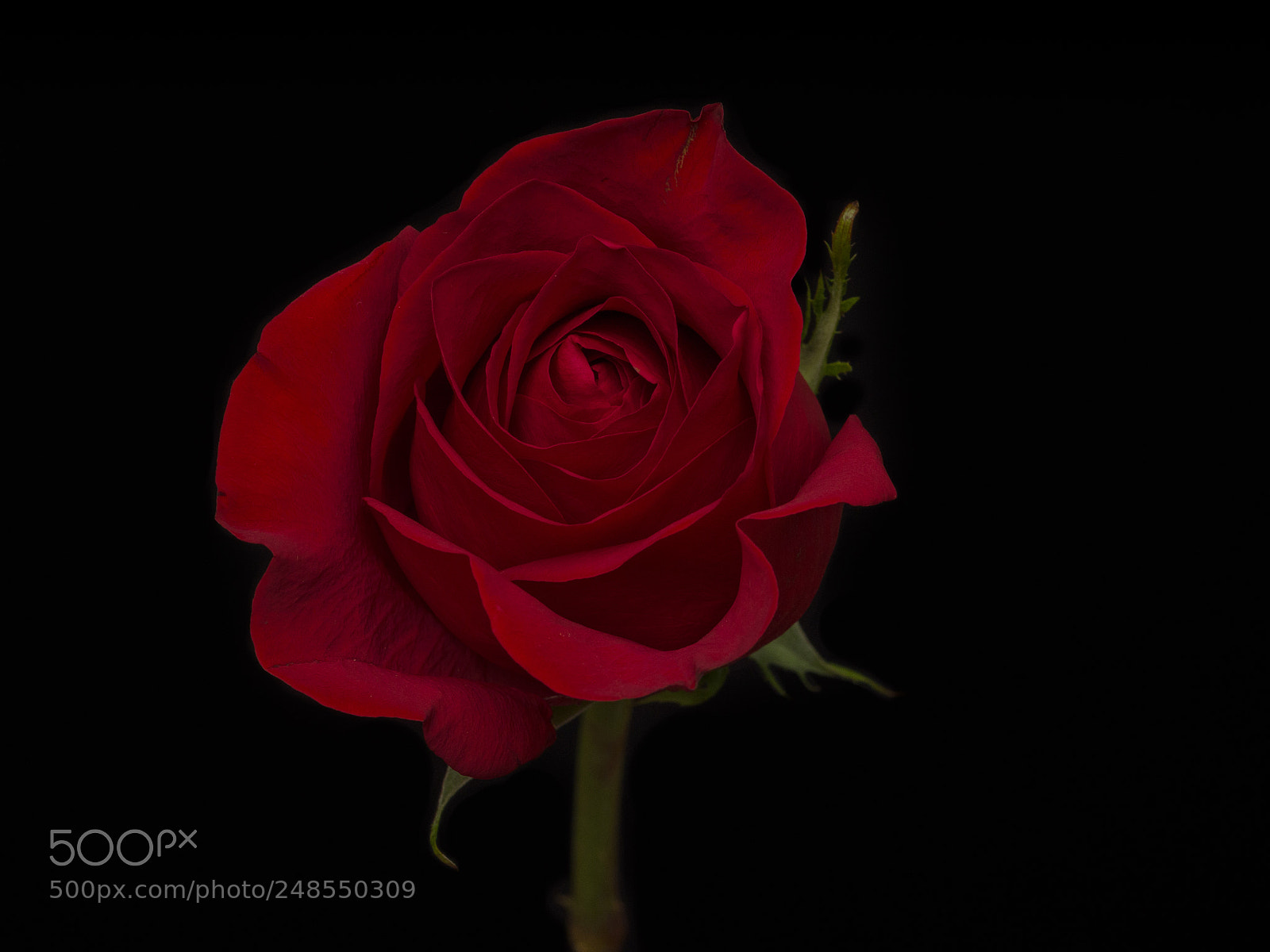 Olympus OM-D E-M1 sample photo. Red rose 01 photography