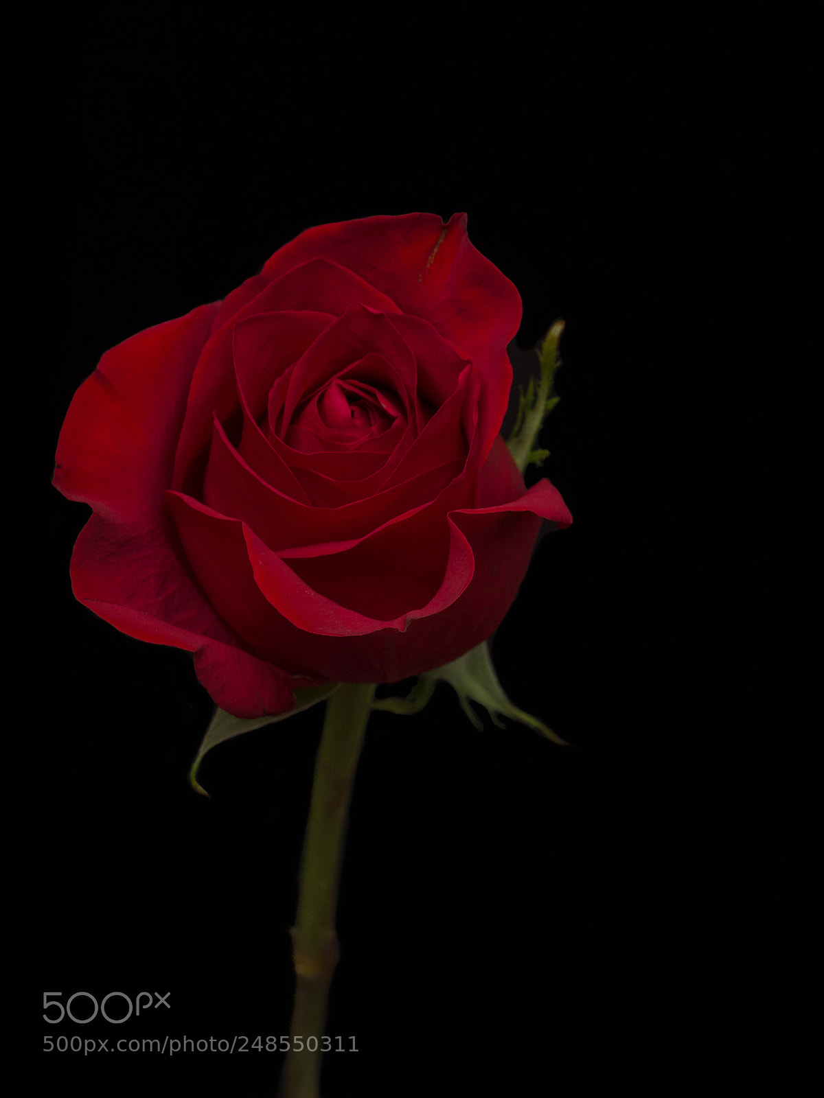 Olympus OM-D E-M1 sample photo. Red rose 02 photography