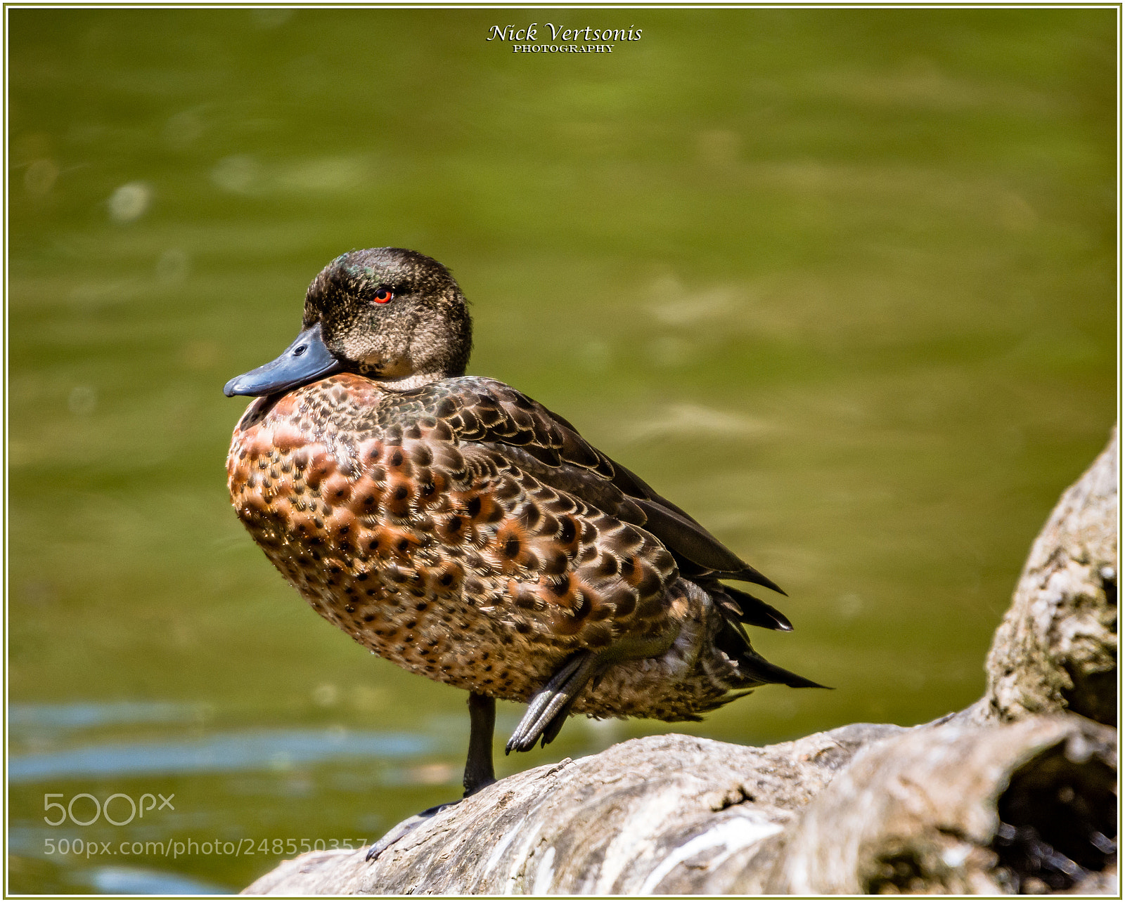 Nikon D7200 sample photo. Basking in the sun... photography