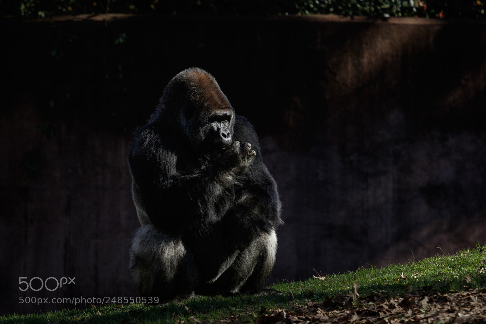 Canon EOS 7D Mark II sample photo. Gorilla in morning light photography
