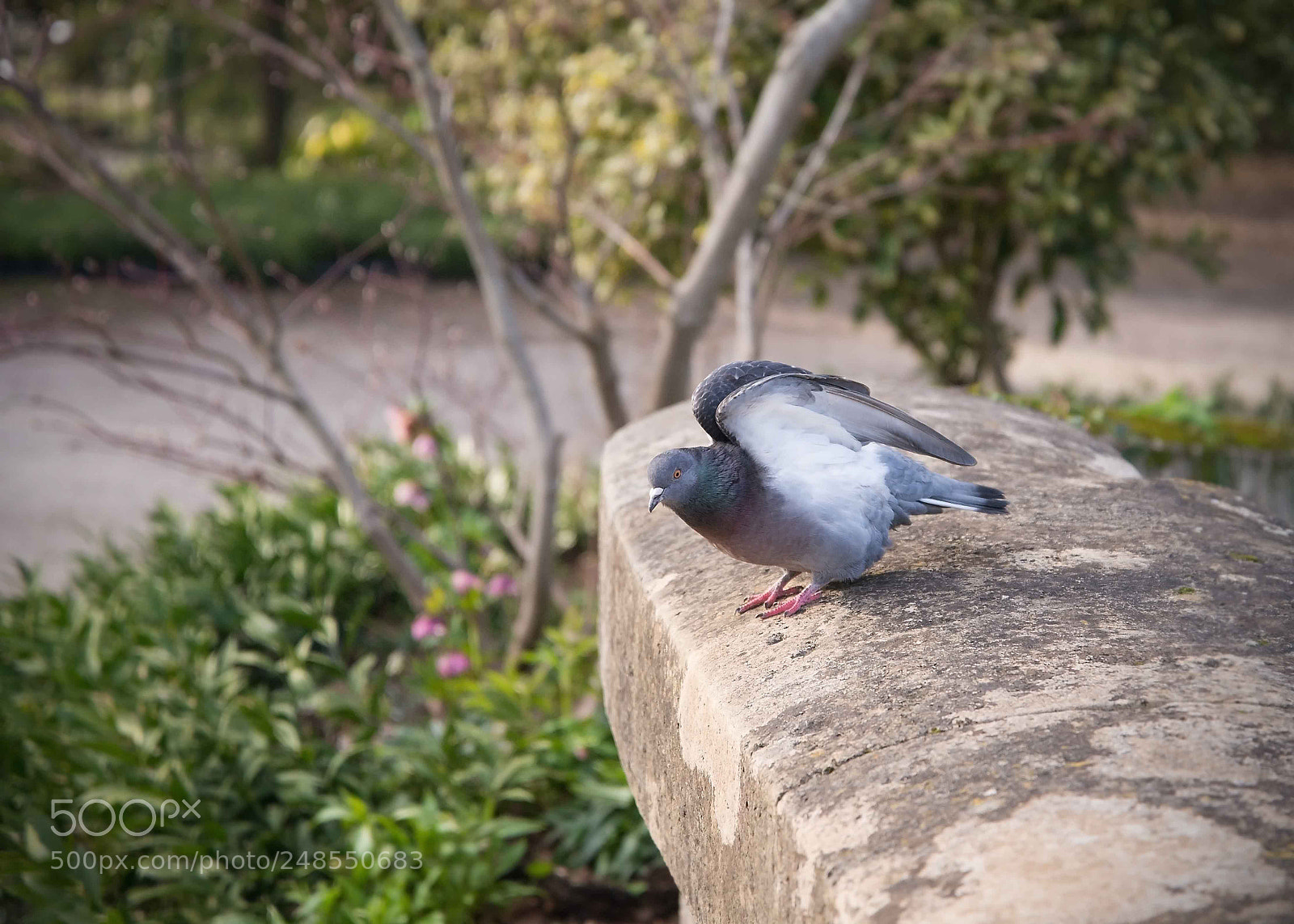Nikon D610 sample photo. Pigeon in a garden photography