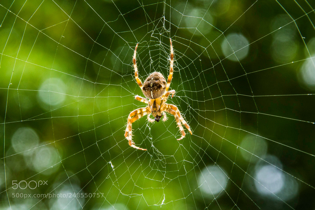 Canon EOS 1200D (EOS Rebel T5 / EOS Kiss X70 / EOS Hi) sample photo. Spider @ work photography