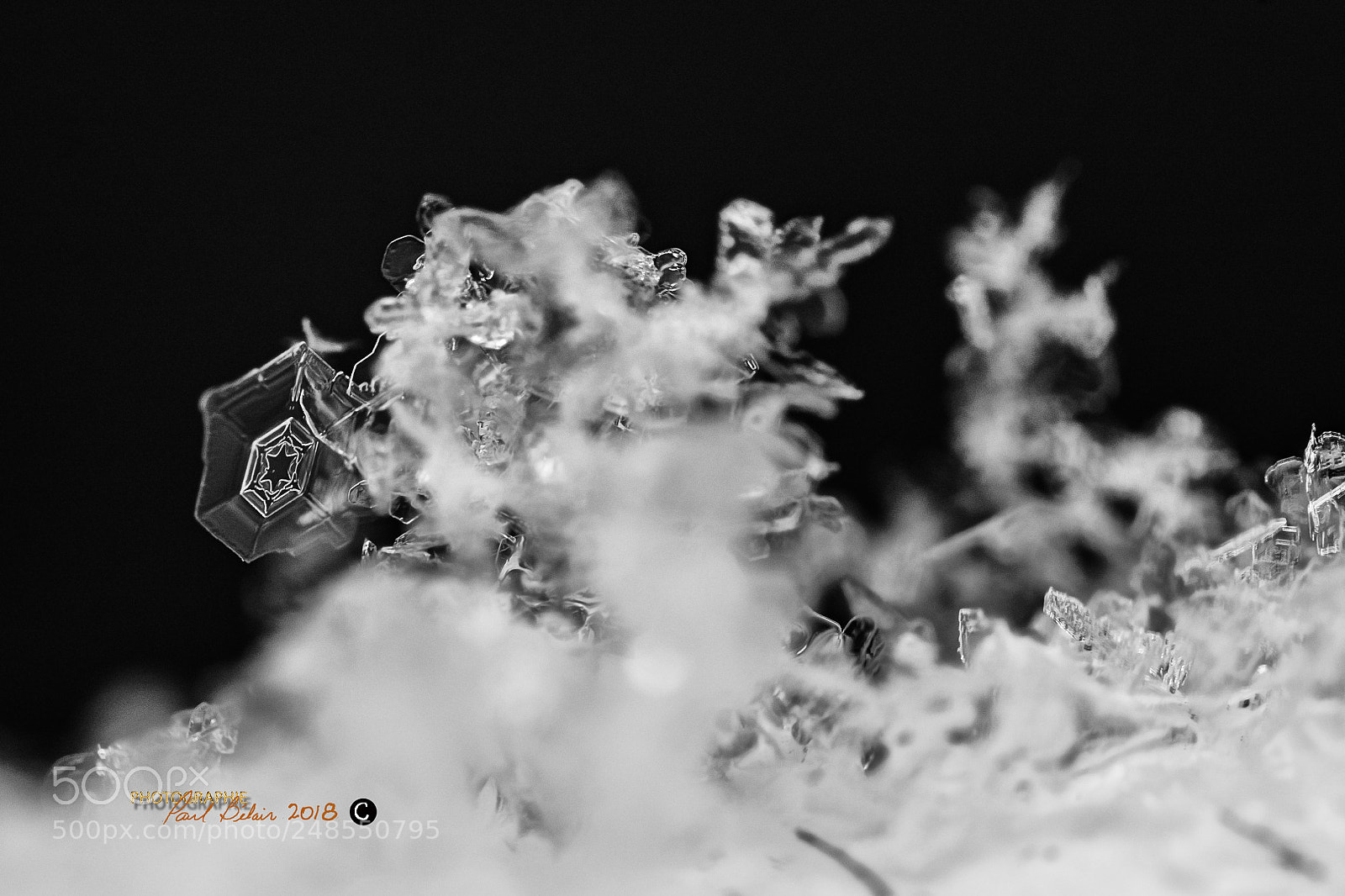 Nikon D7100 sample photo. Étoile de glace photography