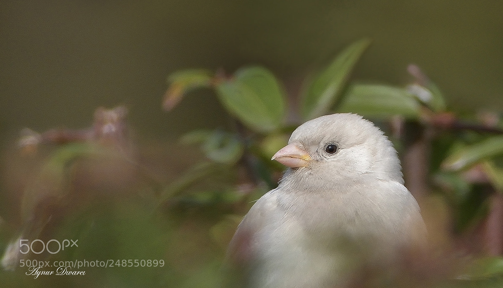 Nikon D7200 sample photo. Albino - serce photography