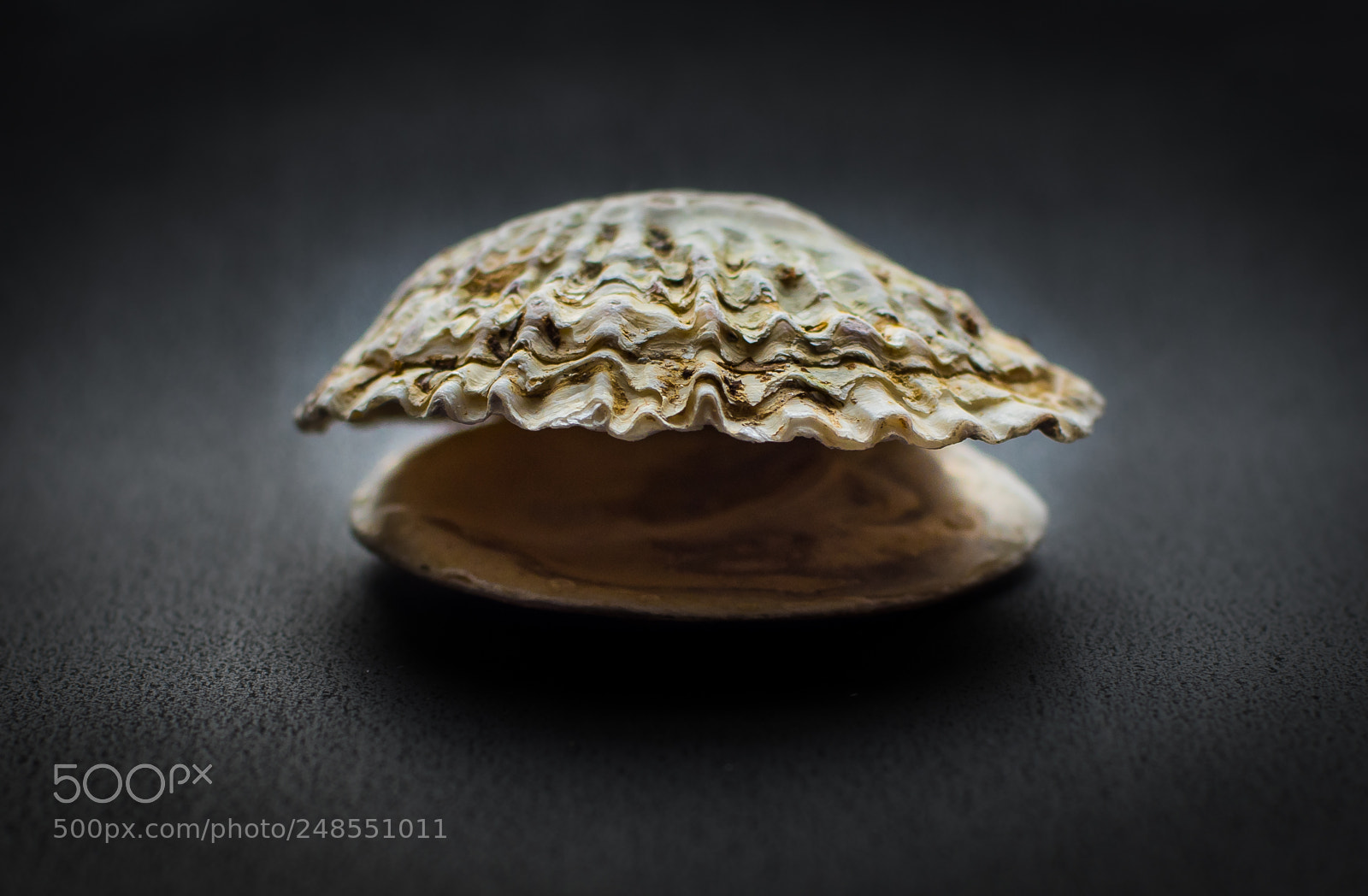 Nikon D810 sample photo. Seashell photography