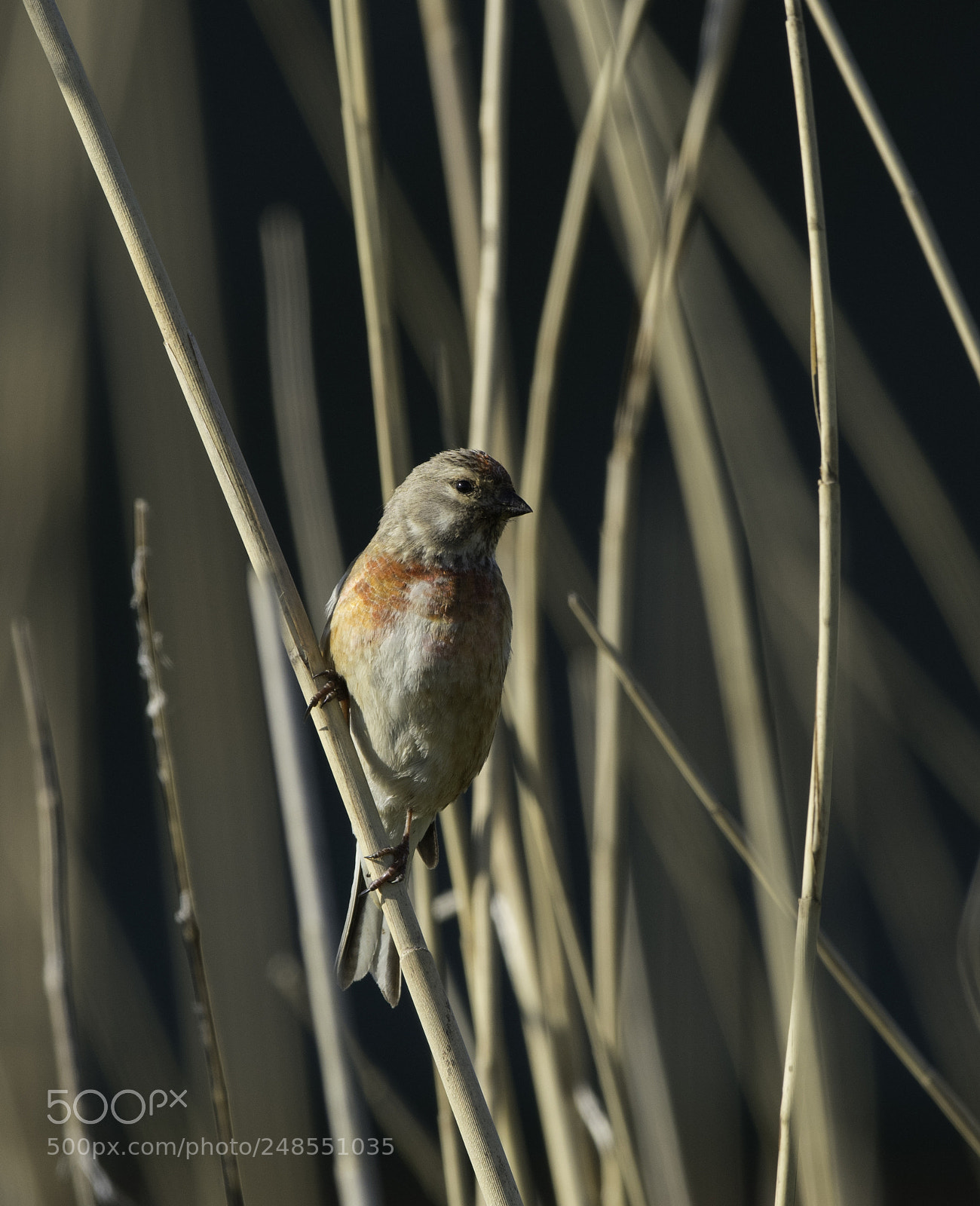 Nikon D500 sample photo. Kneu photography