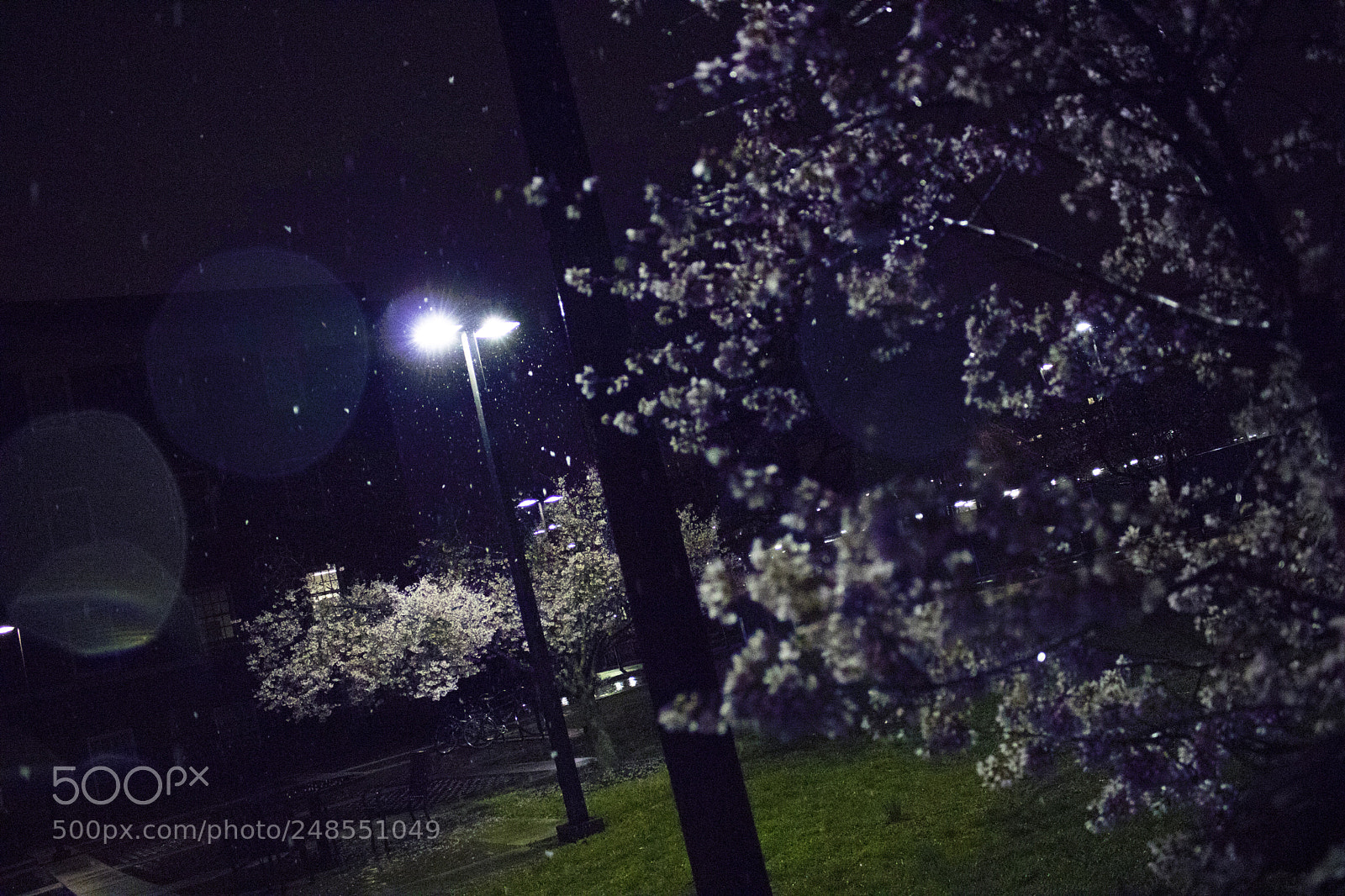 Canon EOS 750D (EOS Rebel T6i / EOS Kiss X8i) sample photo. Cherry blossoms in my photography