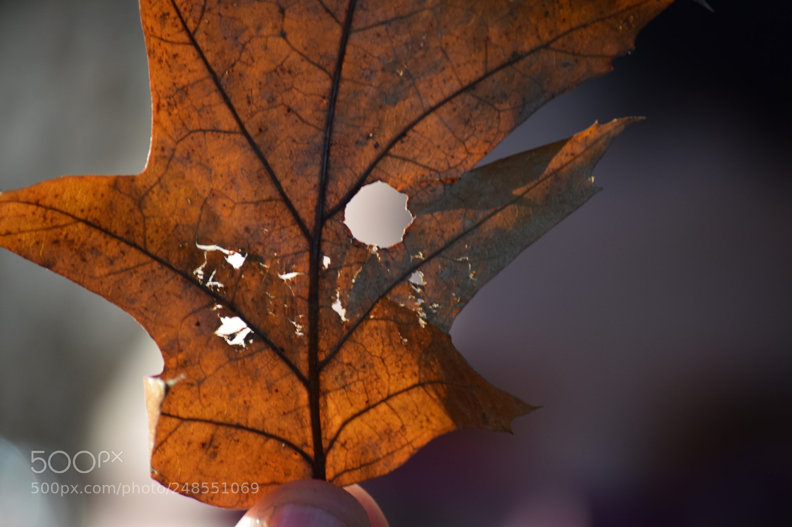 Nikon D5300 sample photo. Leaf photography
