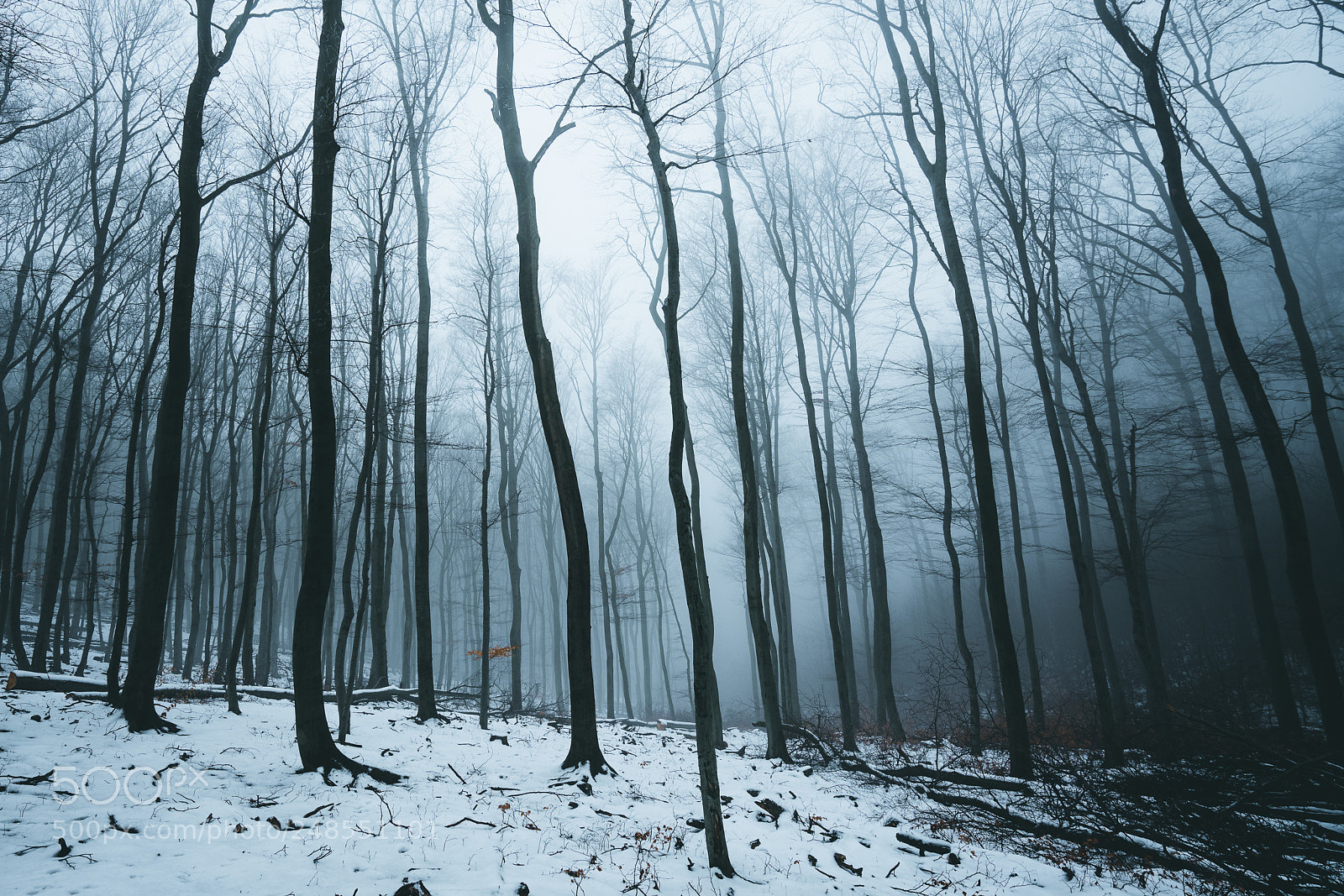 Sony a7R III sample photo. Moody wienerwald photography