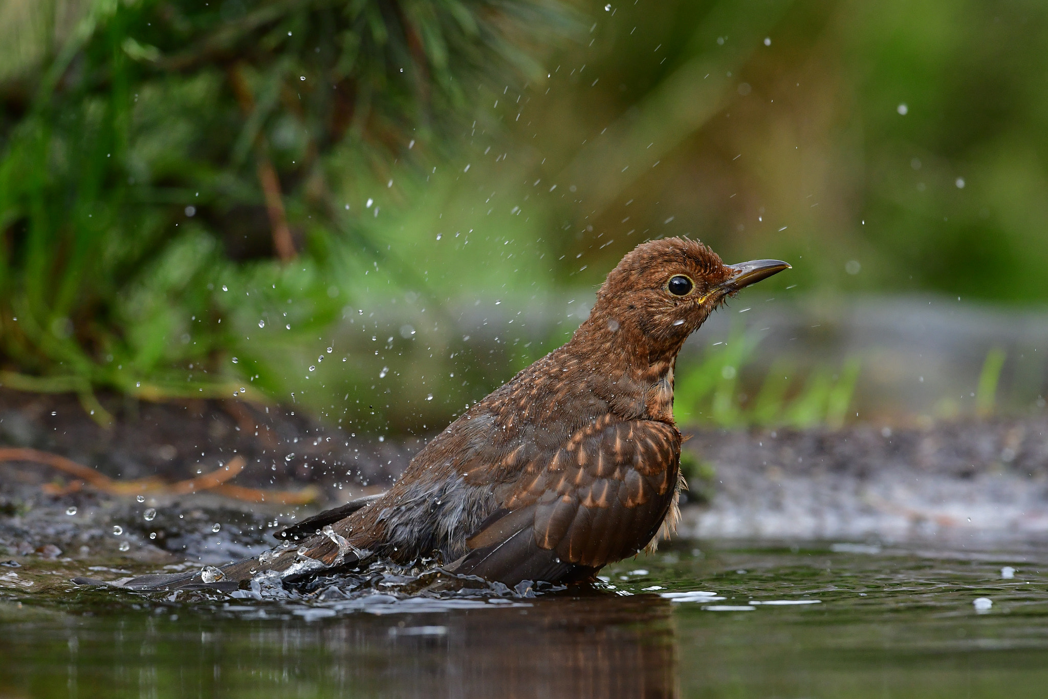 Nikon D500 + Nikon AF-S Nikkor 500mm F4G ED VR sample photo. Merel photography
