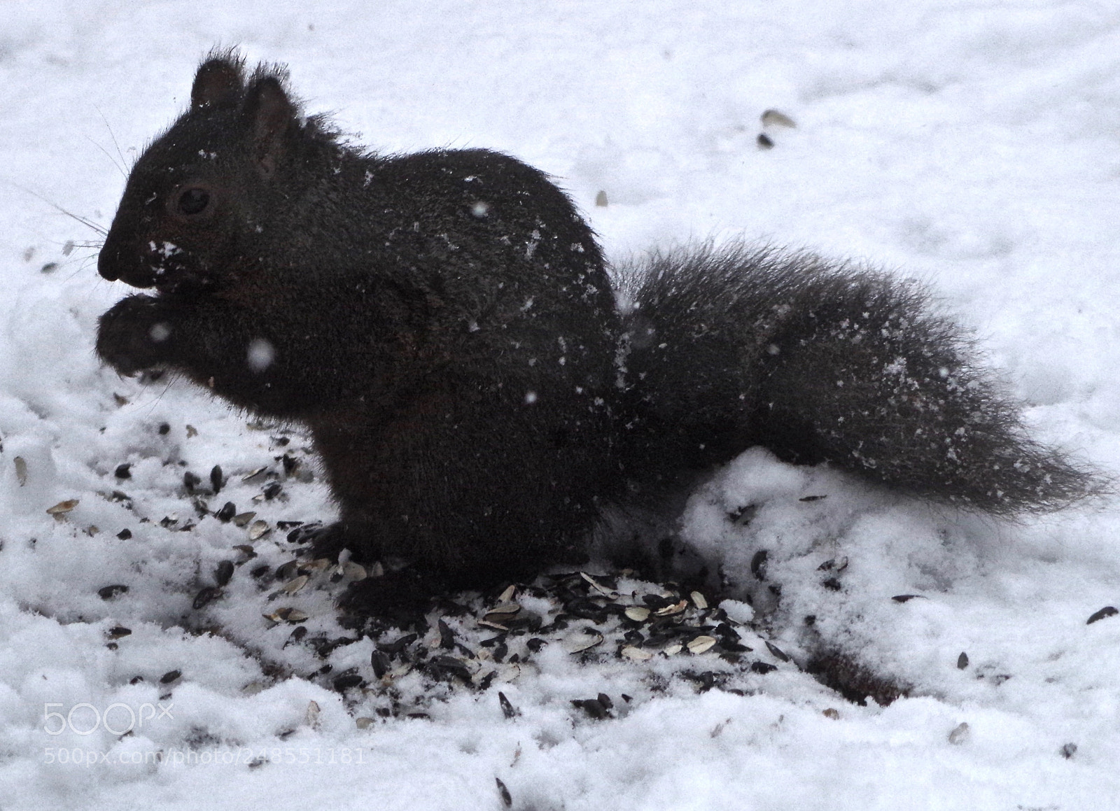 Pentax K-50 sample photo. Black squirrel white snow photography