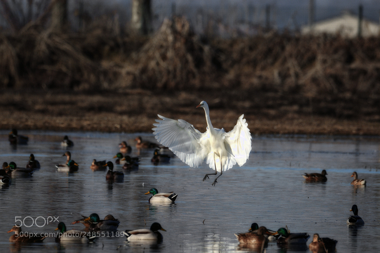Nikon D500 sample photo. Great egret landing photography
