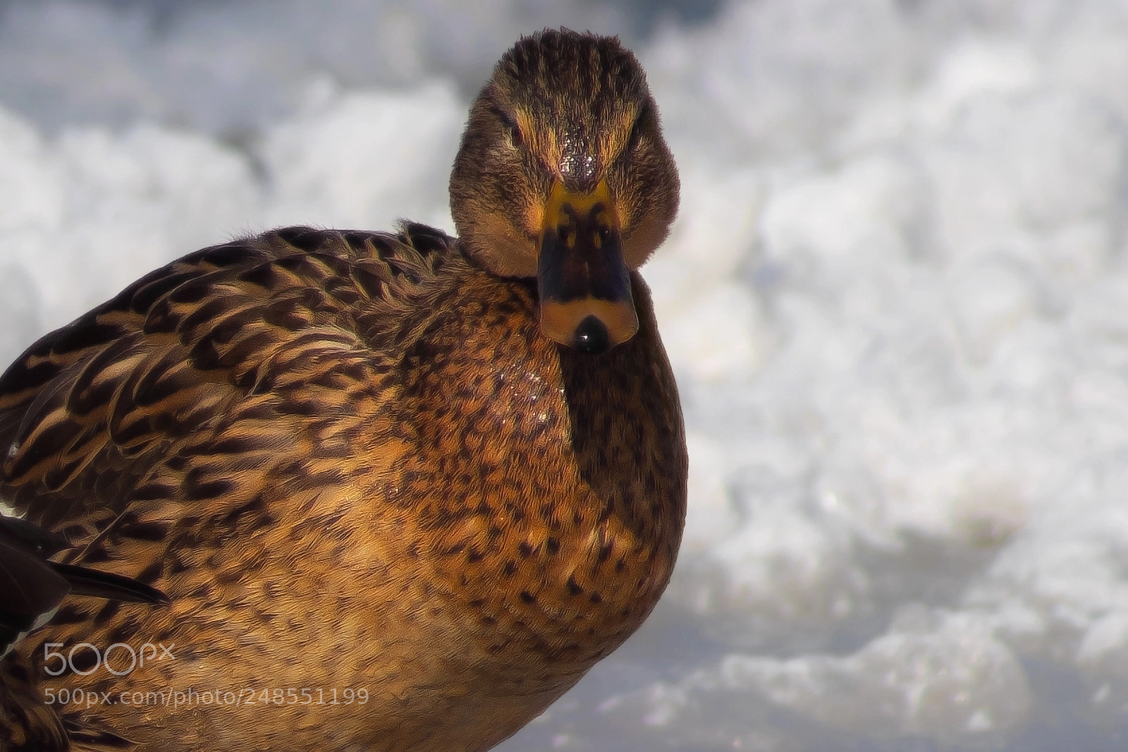 Sony SLT-A68 sample photo. In the frozen land photography