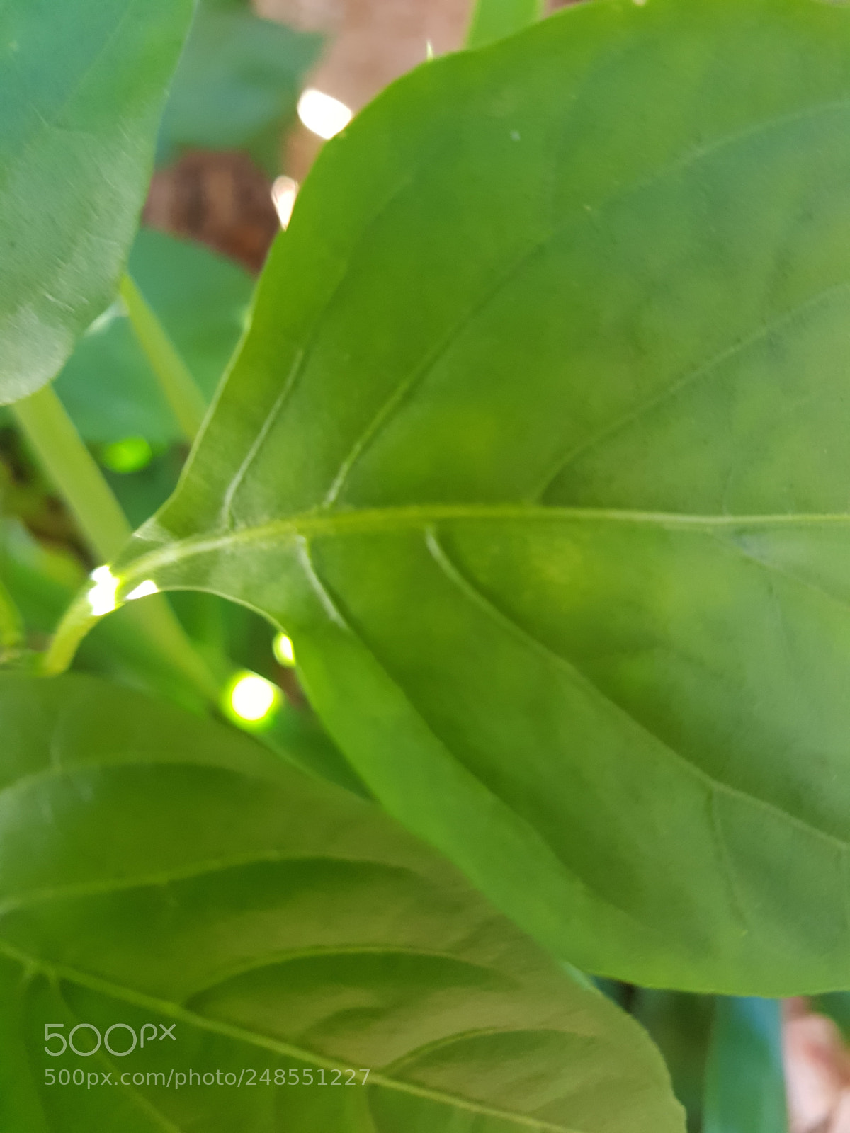 Samsung Galaxy S8+ sample photo. Untitled photography