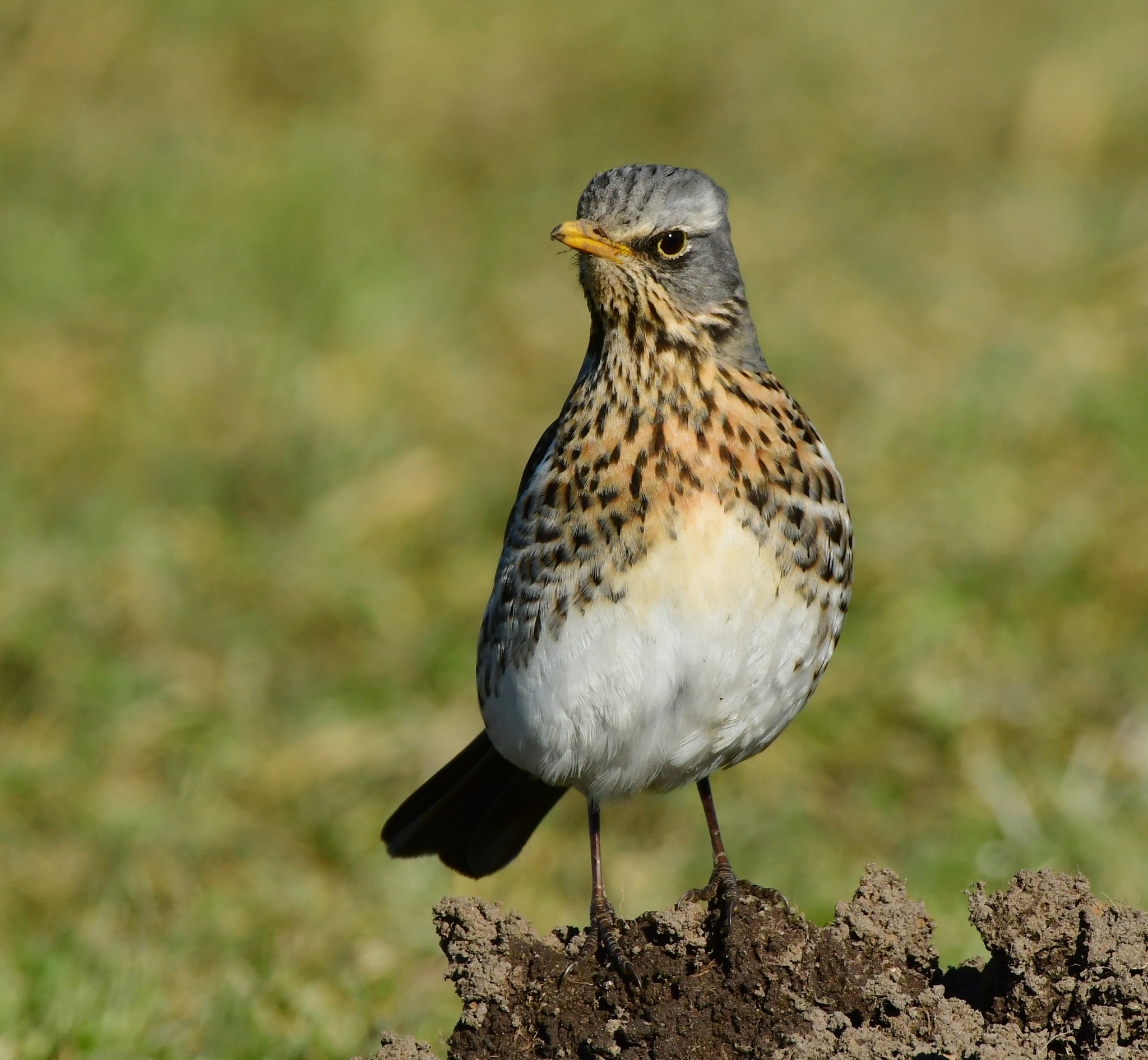 Nikon D500 + Nikon AF-S Nikkor 500mm F4G ED VR sample photo. Kramsvogel photography