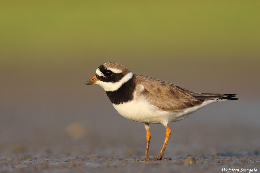 Canon EOS 60D + Canon EF 400mm F5.6L USM sample photo. The ringed plover(charadrius hiaticula) photography