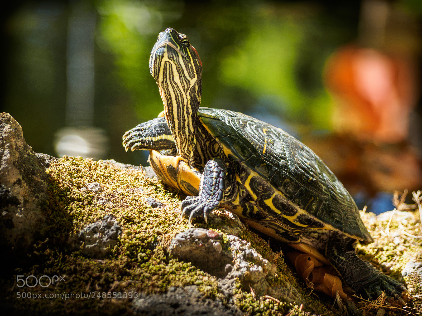 Olympus OM-D E-M10 sample photo. Rodini park photography