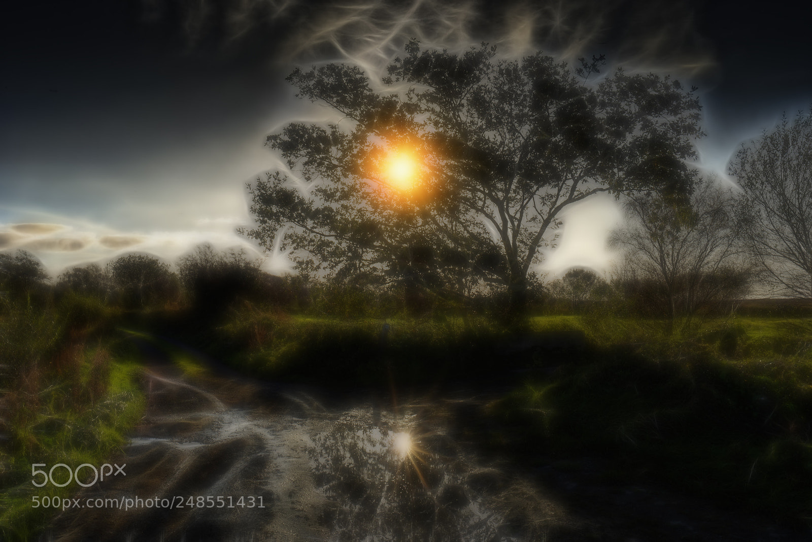 Nikon D810 sample photo. A tree in the photography
