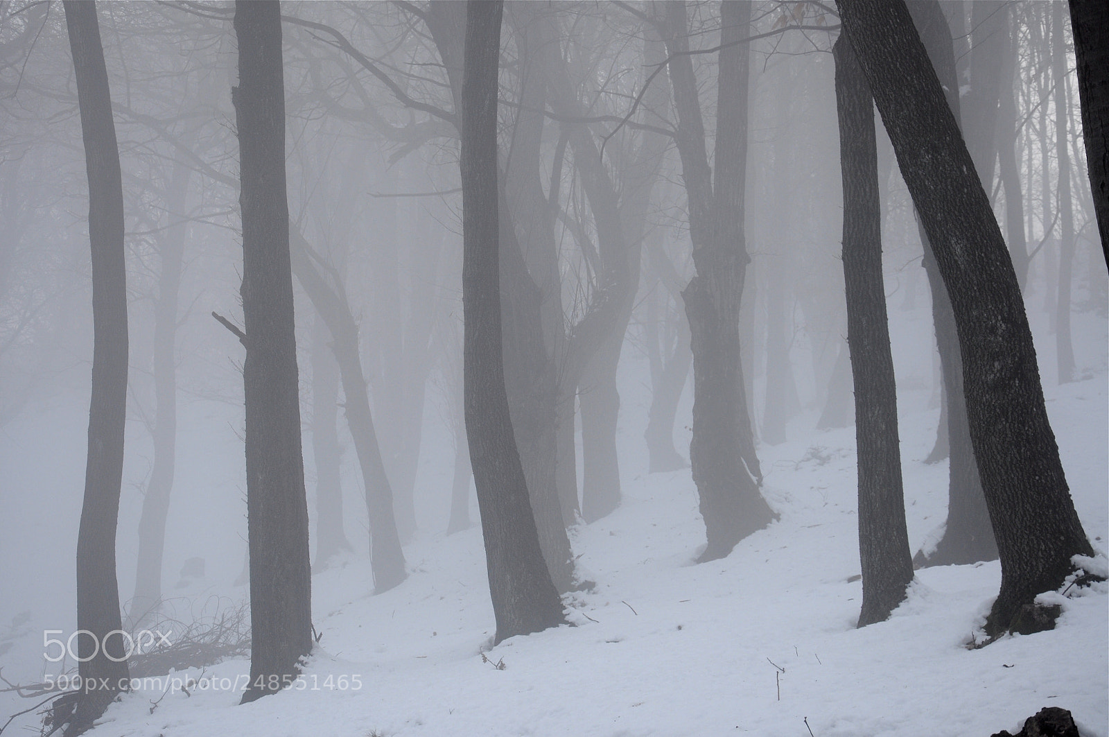 Nikon D90 sample photo. Riposo invernale photography