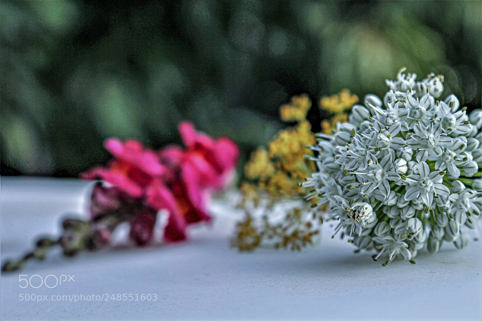 Canon EOS 700D (EOS Rebel T5i / EOS Kiss X7i) sample photo. Mg photography