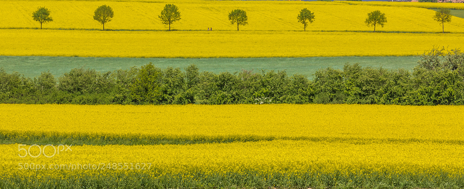 Canon EOS 60D sample photo. Of stripes and dots photography