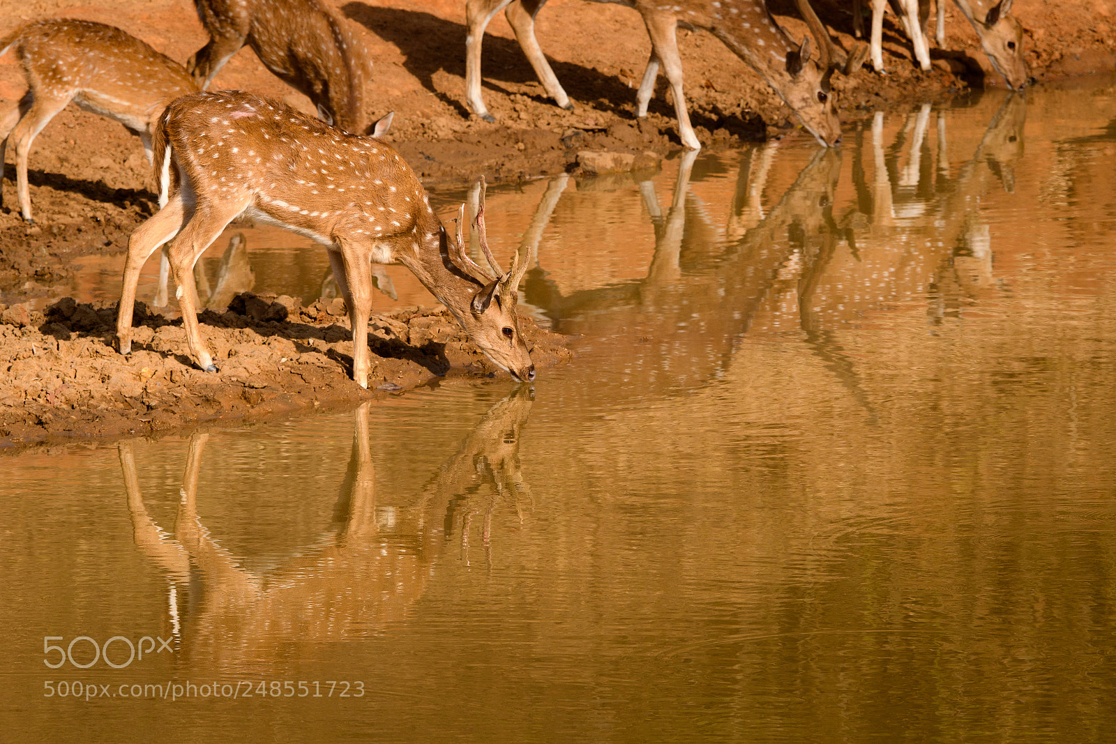 Nikon D500 sample photo. Oh deer photography