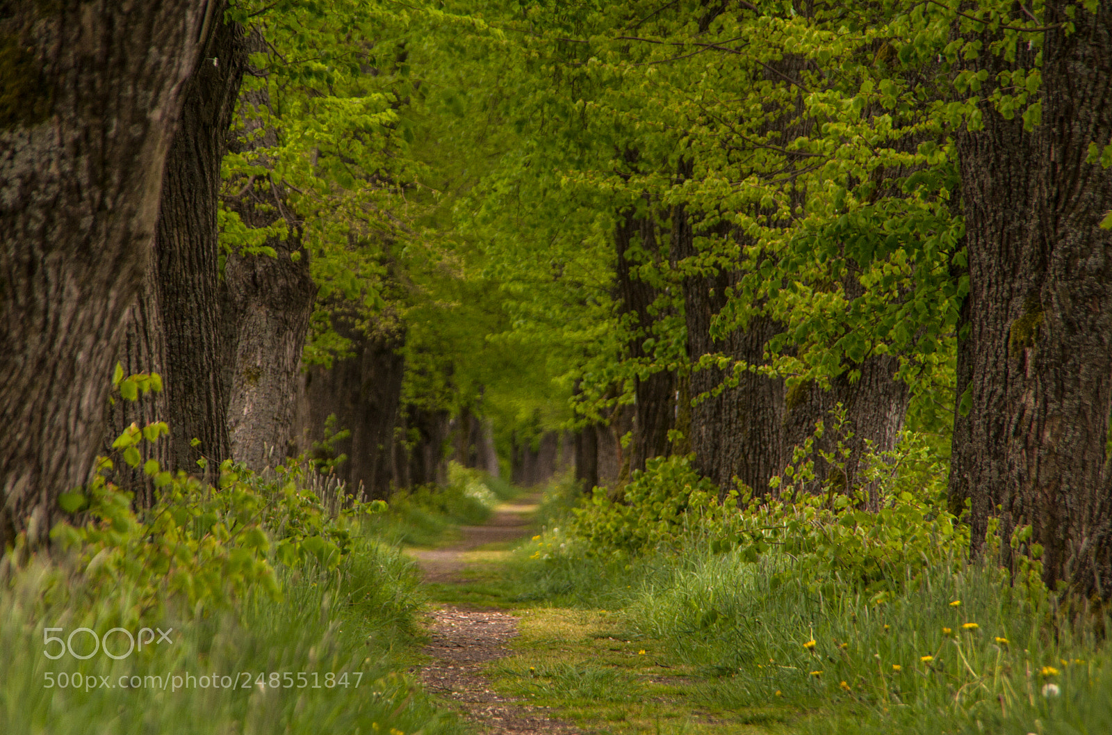 Canon EOS 60D sample photo. Alley photography