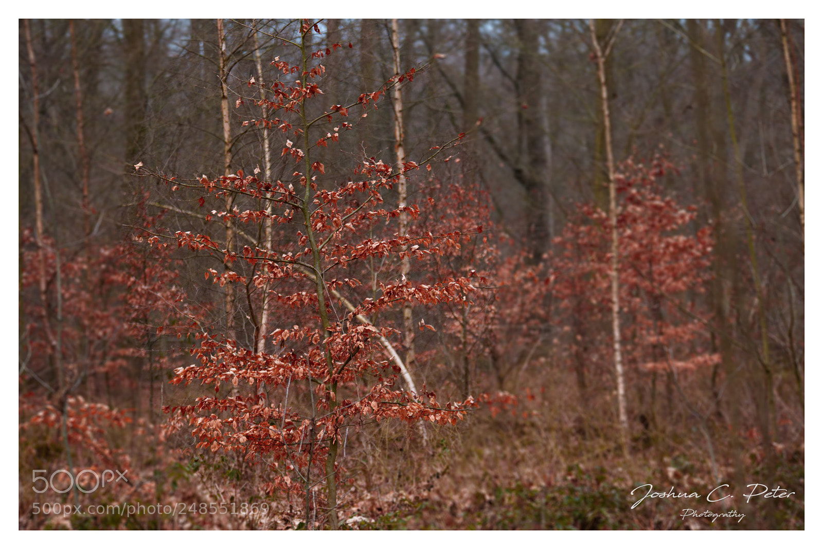 Canon EOS 6D Mark II sample photo. Golden light photography