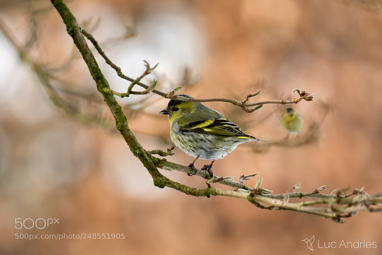 Canon EOS 7D Mark II sample photo. Siskins in my garden photography
