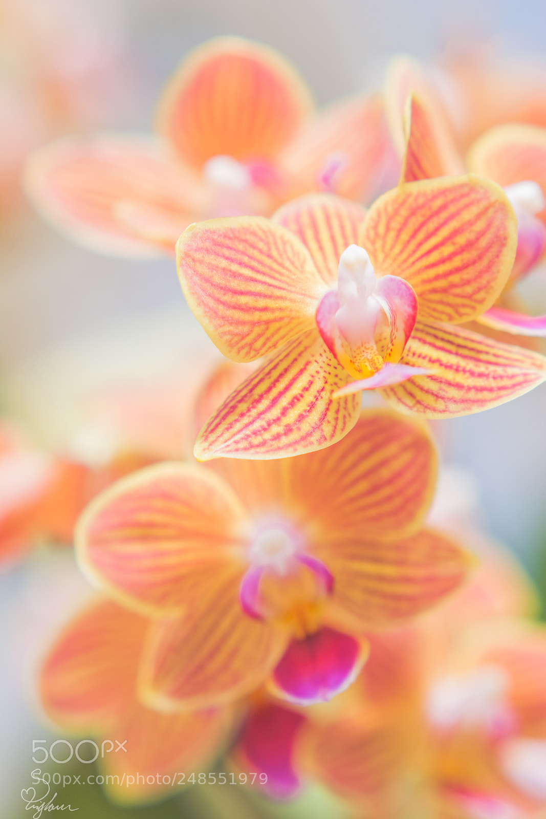 Nikon D5200 sample photo. Orange orchids photography