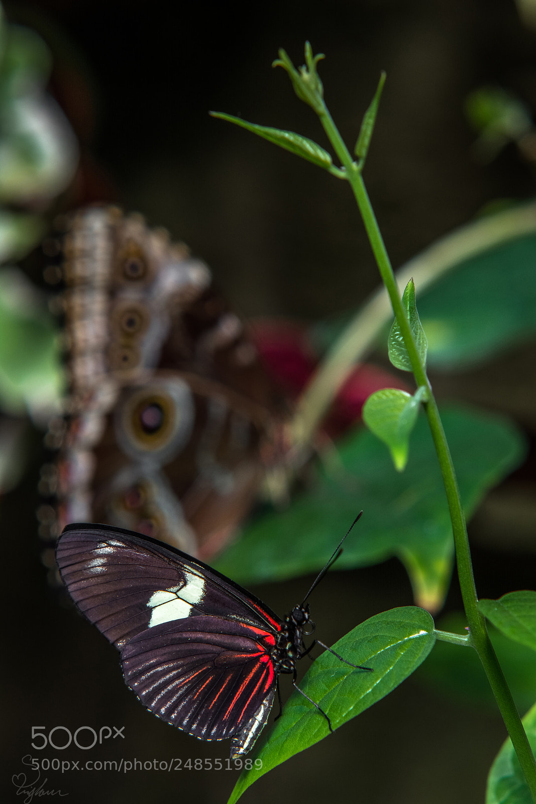 Nikon D5200 sample photo. Two butterflies photography