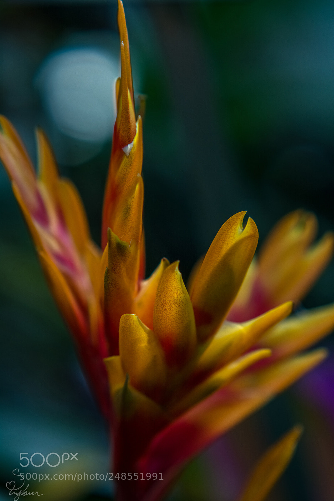 Nikon D5200 sample photo. Exotic photography