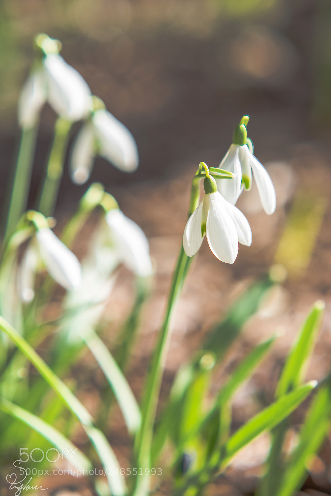 Nikon D5200 sample photo. White flowers photography