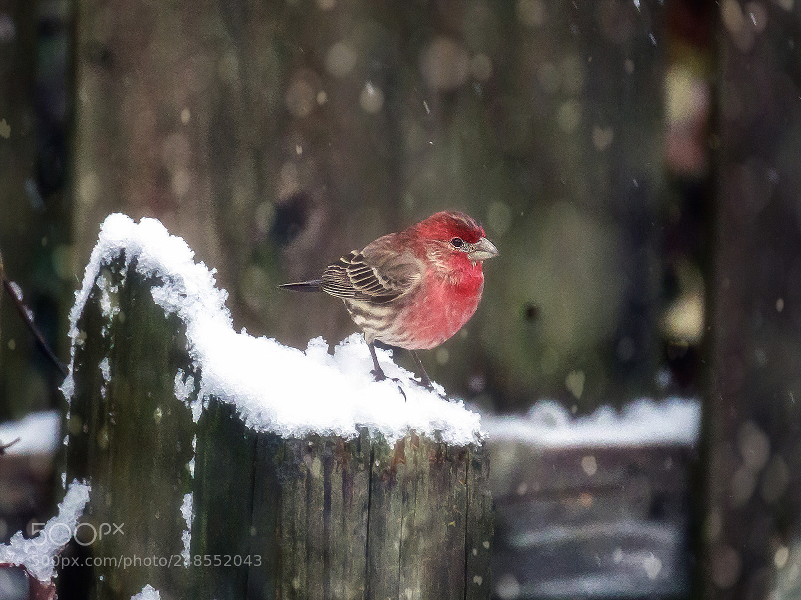 Canon EOS 7D Mark II sample photo. House finch in the photography