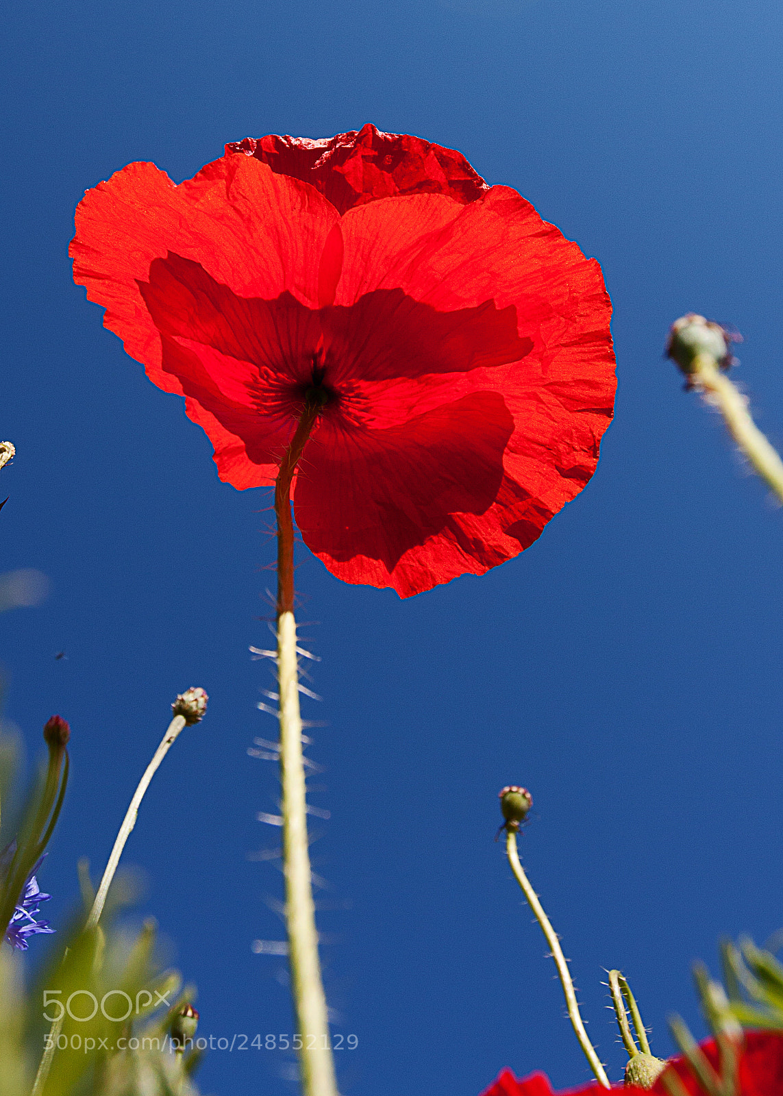 Canon EOS 40D sample photo. Poppy photography