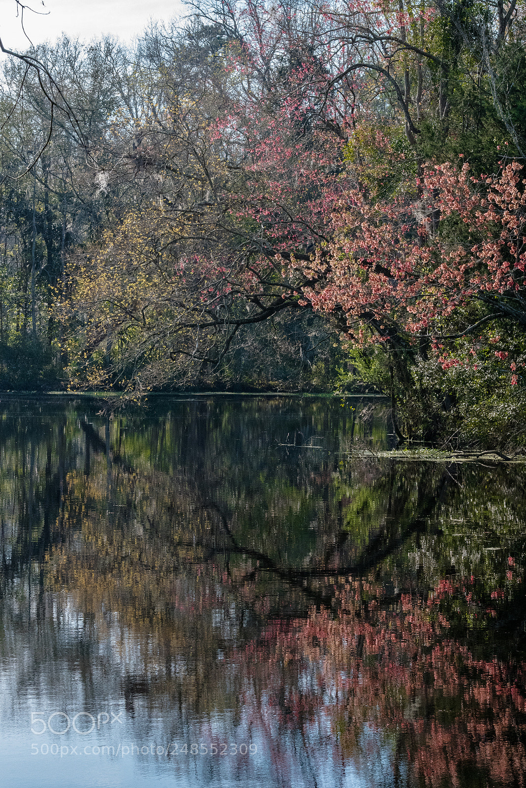 Nikon D750 sample photo. Trees reflecting in the photography