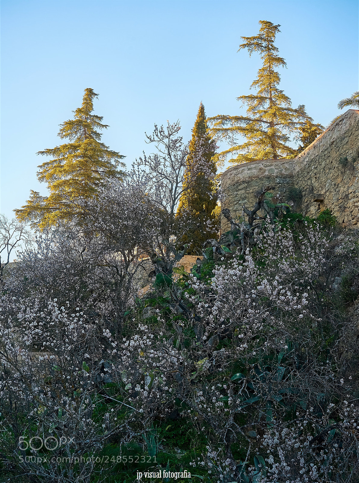 Sony a7 II sample photo. Flora photography