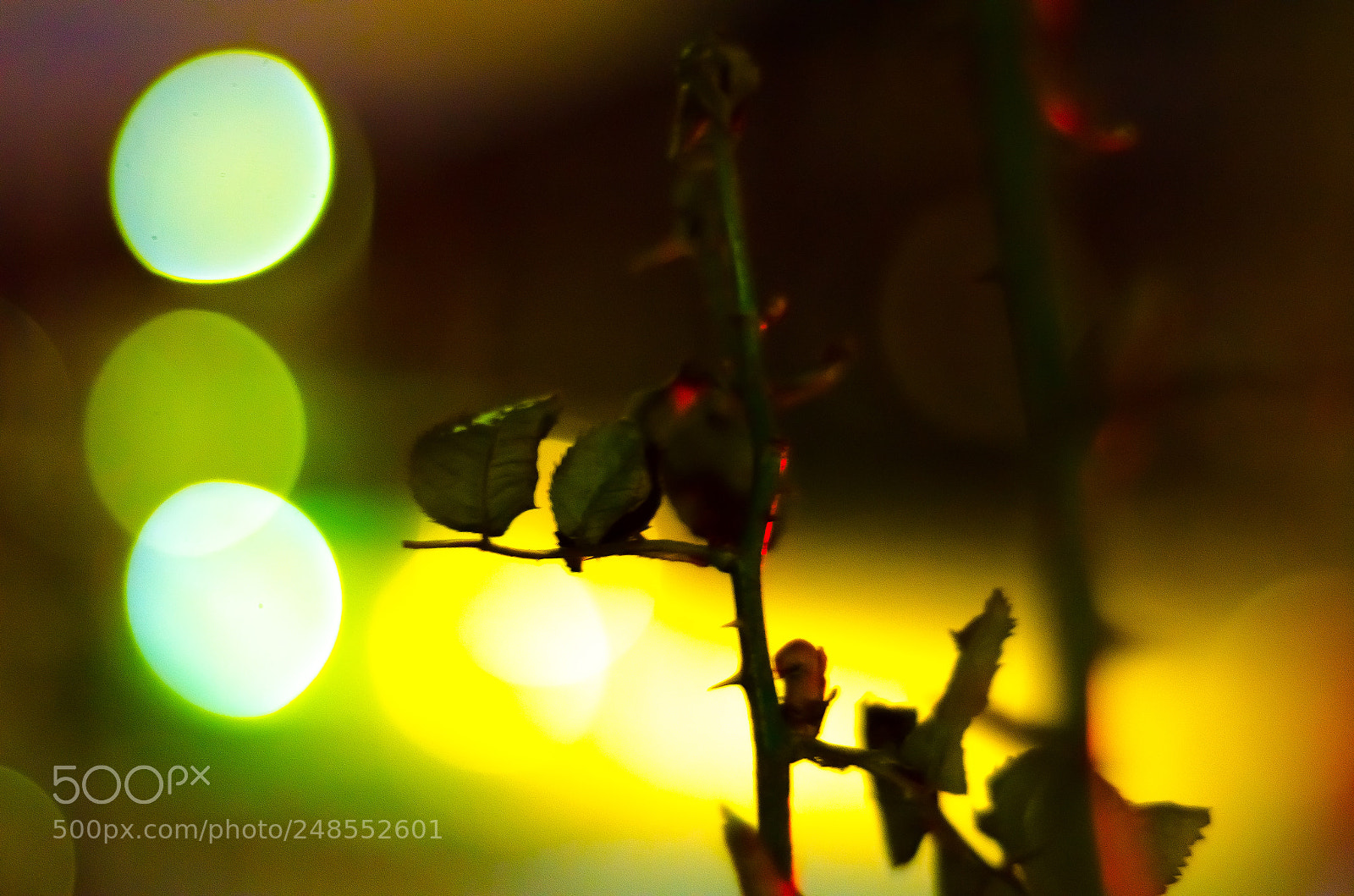 Nikon D5100 sample photo. City plant photography