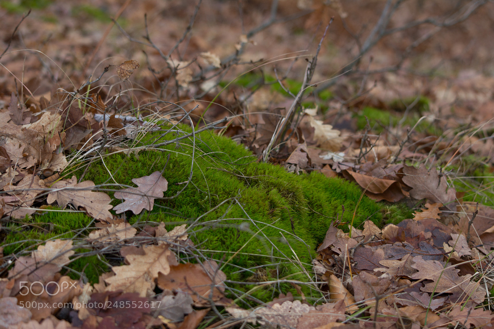 Nikon D5200 sample photo. Walk through the woods photography