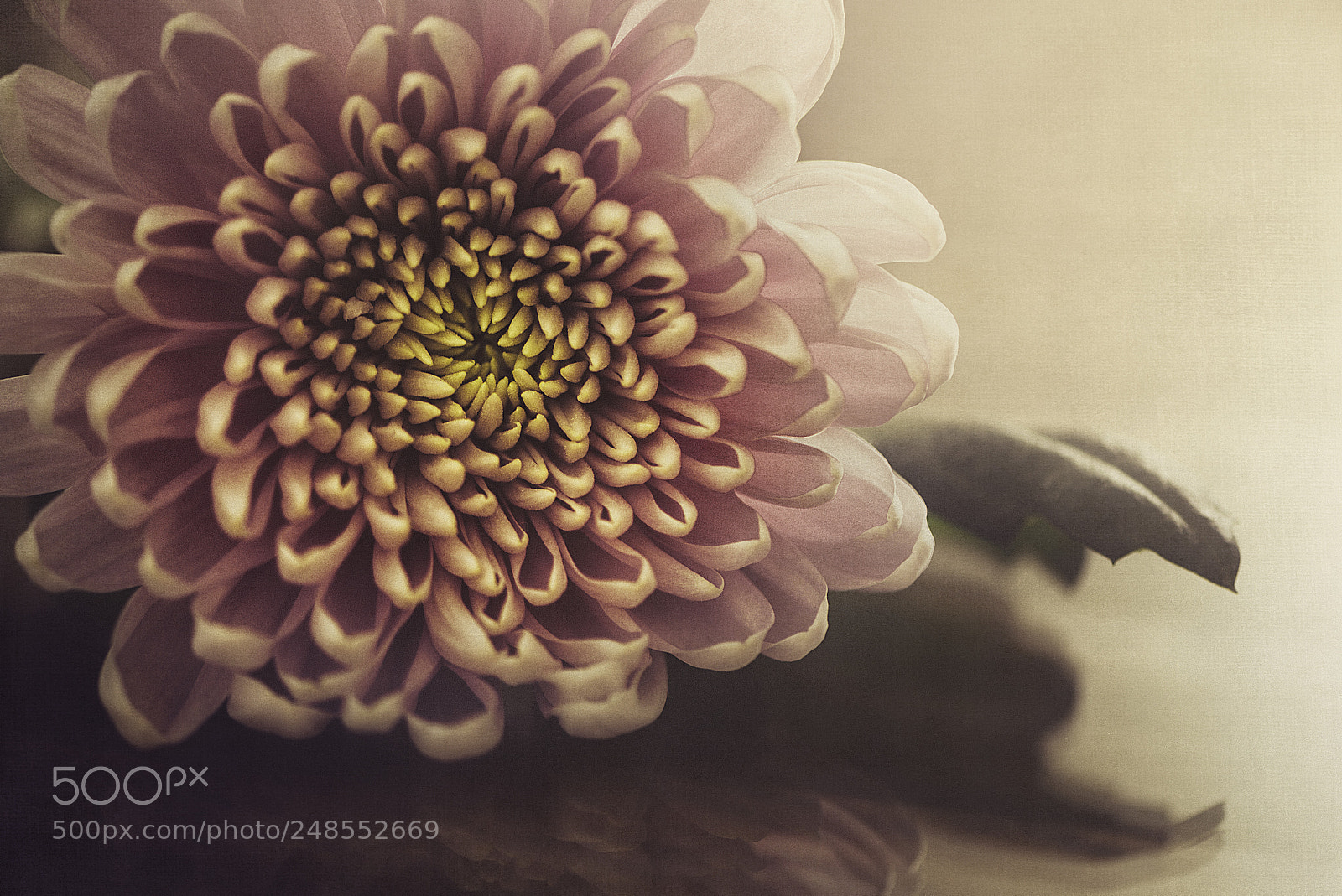 Nikon D600 sample photo. Pink chrysantemum photography