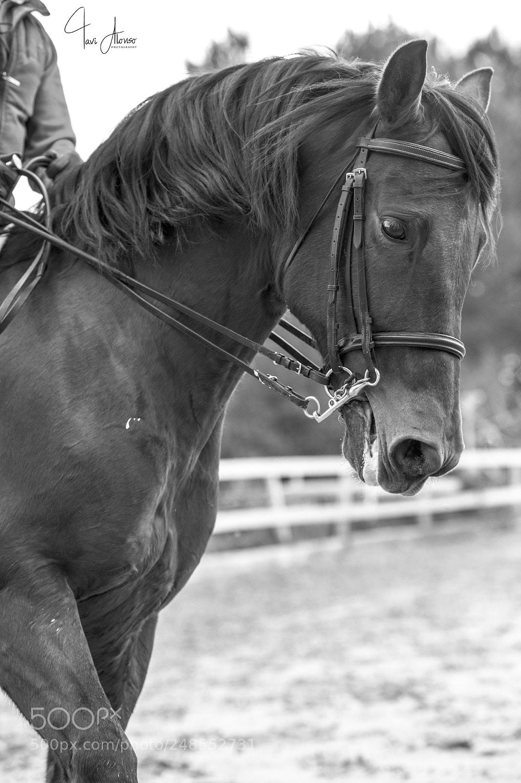 Nikon D5 sample photo. Joyce's horse photography