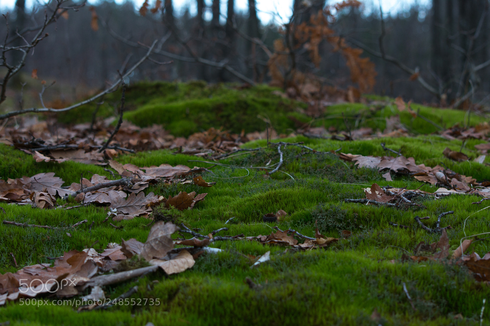 Nikon D5200 sample photo. Walk through the woods photography