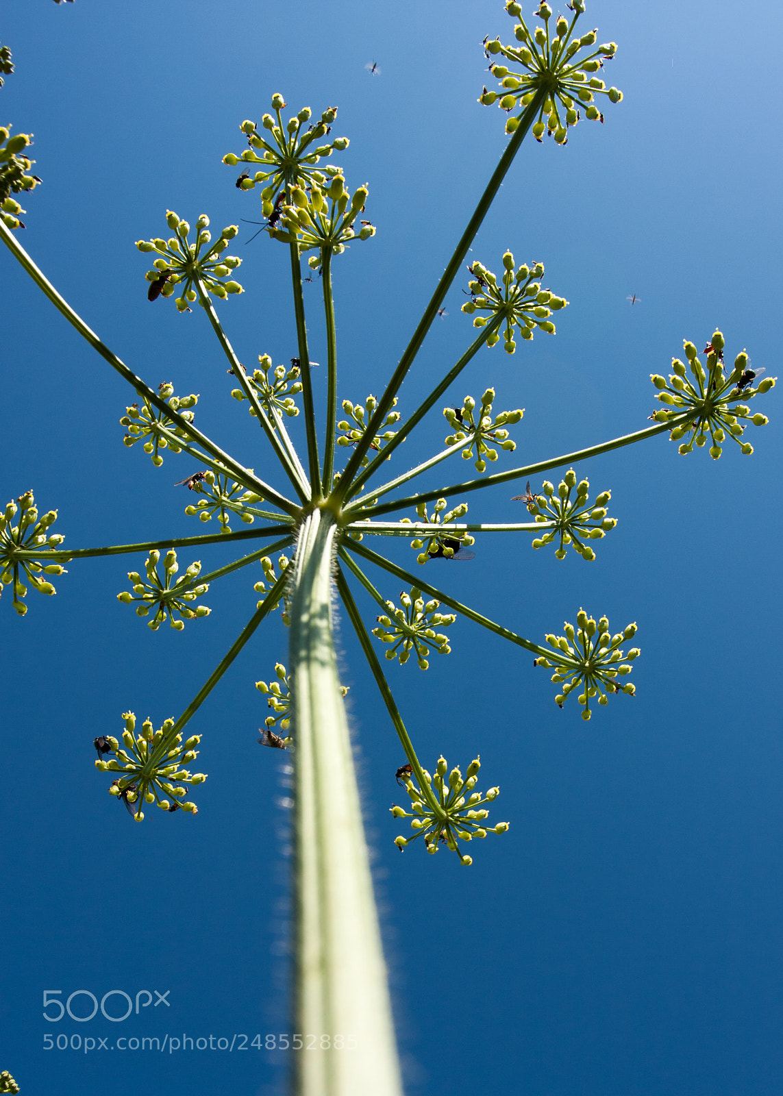 Canon EOS 40D sample photo. Anise photography