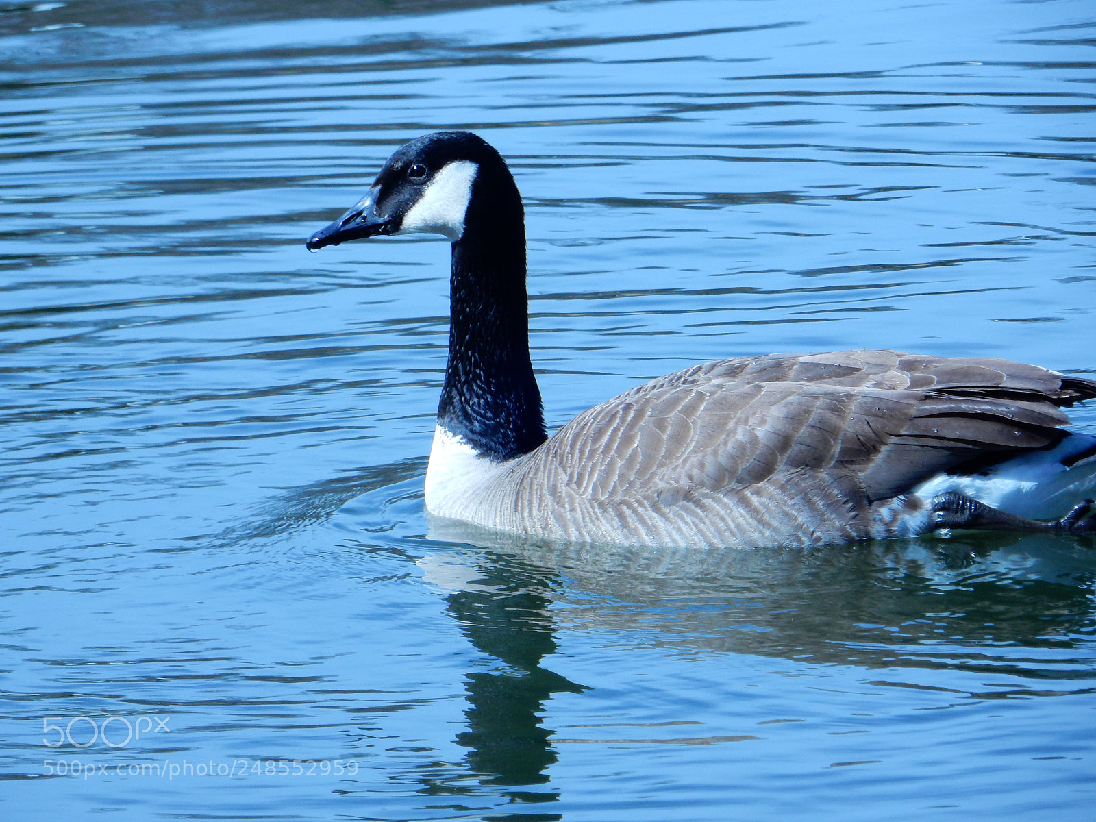Nikon Coolpix S9900 sample photo. Canadian goose, swimming in photography