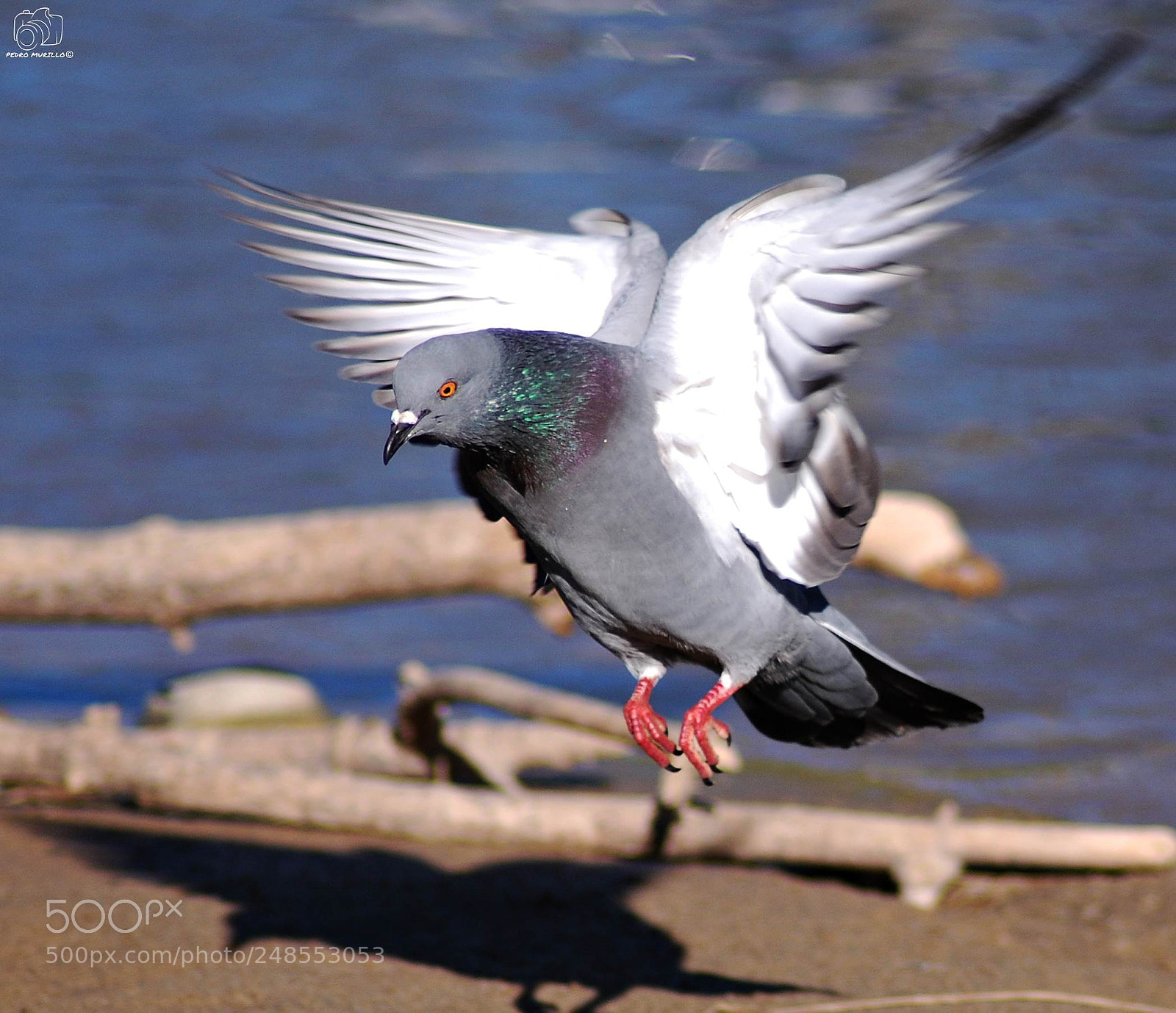 Nikon D60 sample photo. Untitled photography
