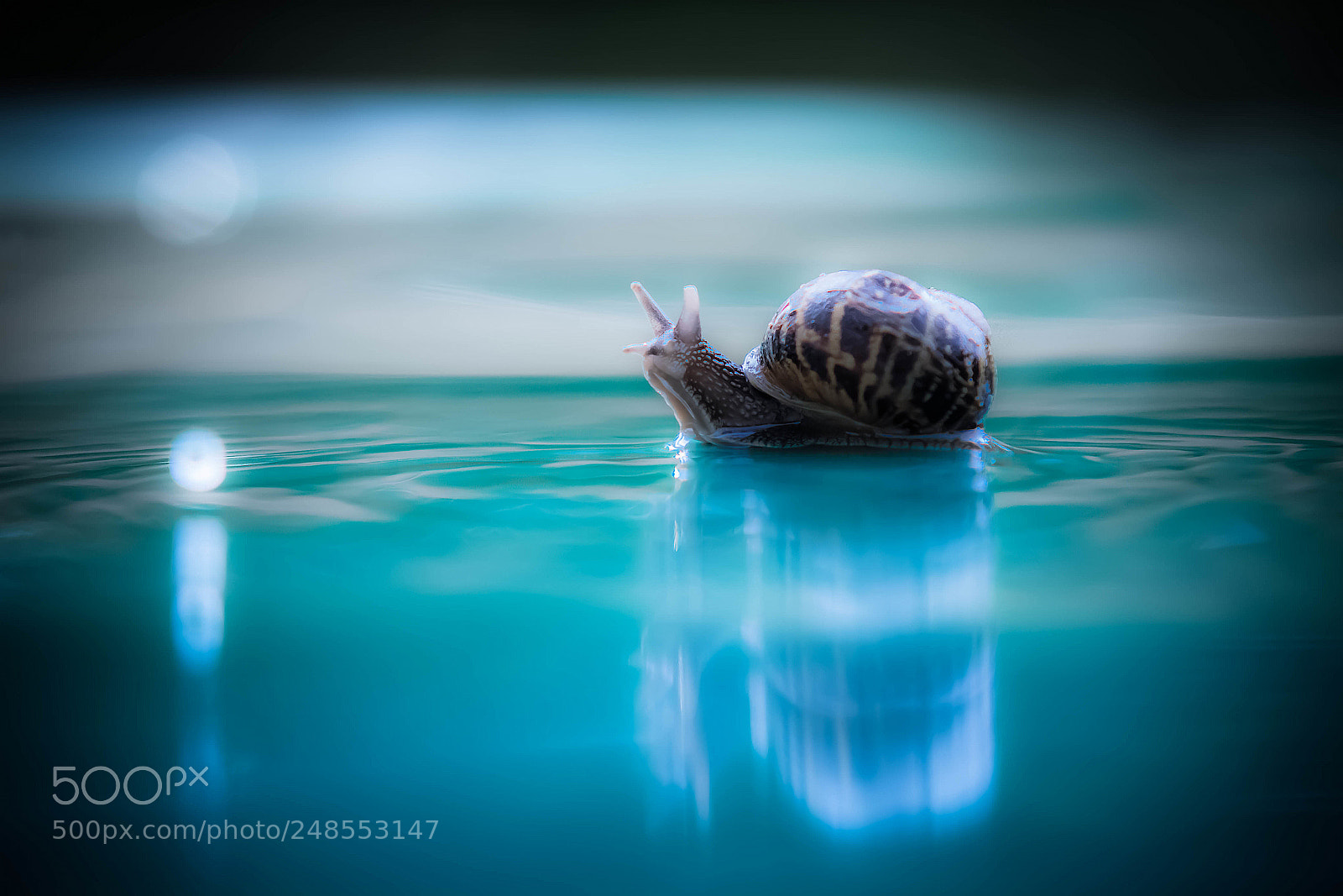 Canon EOS 7D sample photo. Blue snail photography