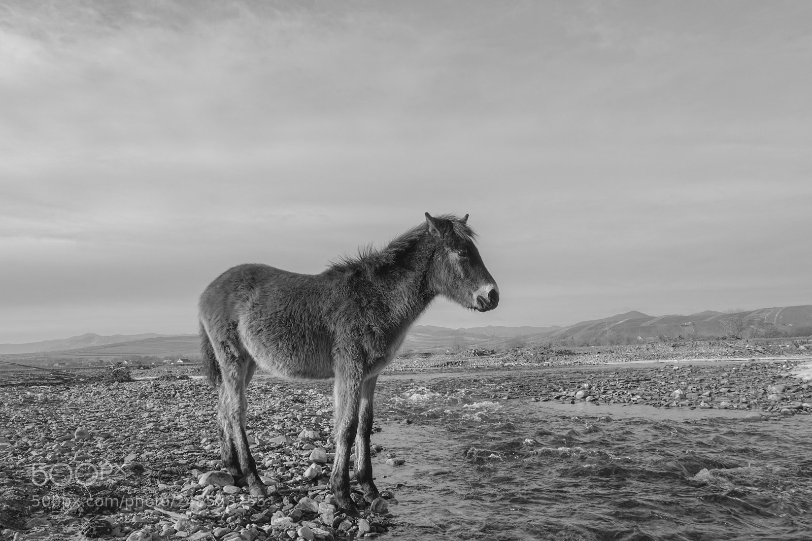 Sony a6000 sample photo. Donkey  alone photography