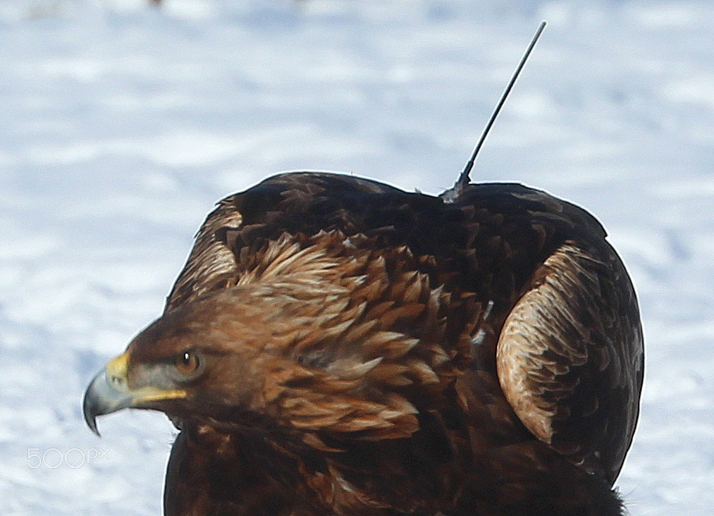 Canon EOS 700D (EOS Rebel T5i / EOS Kiss X7i) sample photo. The antenna on the back of  eagle and anyway it is ringed too. photography